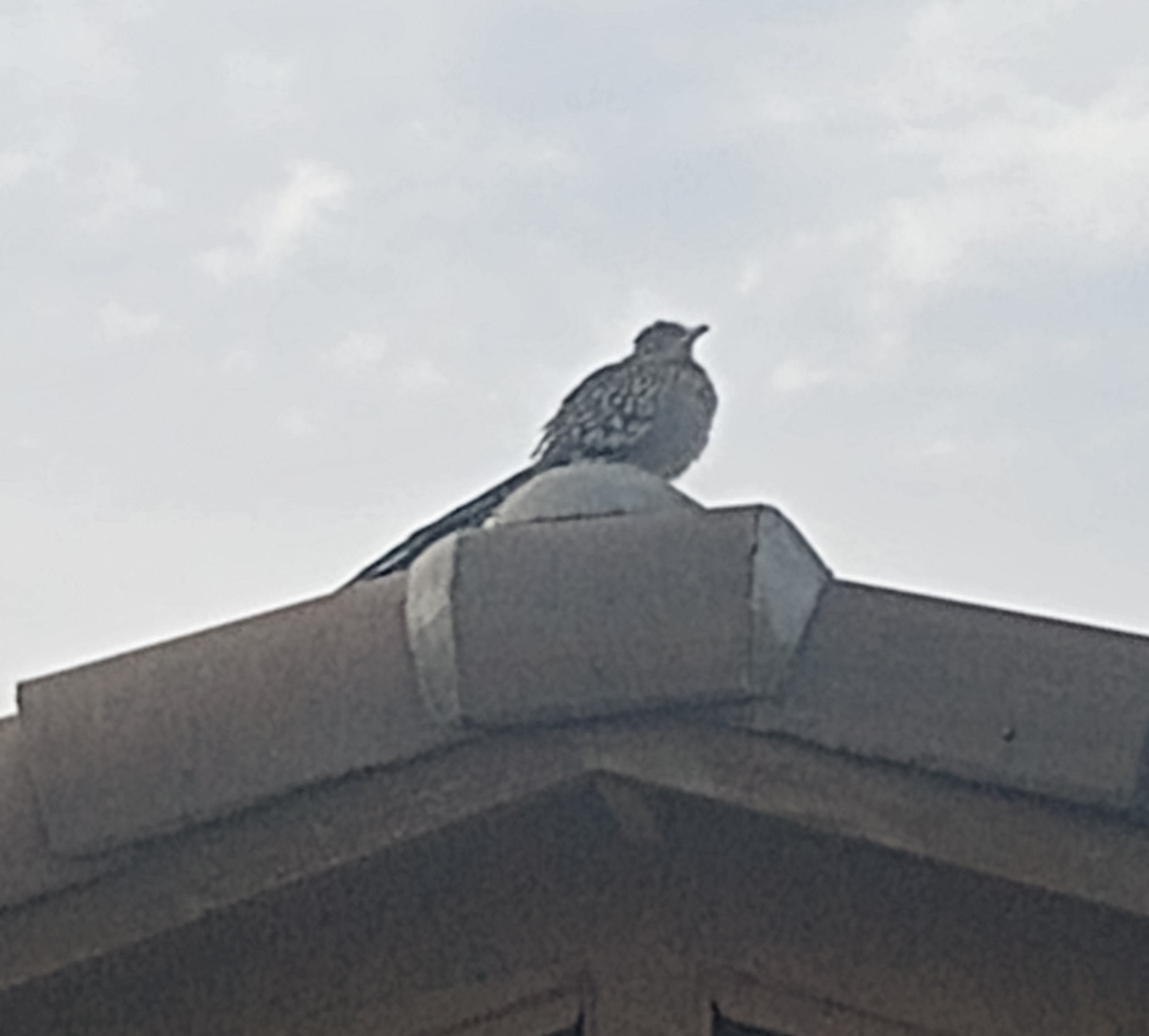 waso li lon sewi tomo.