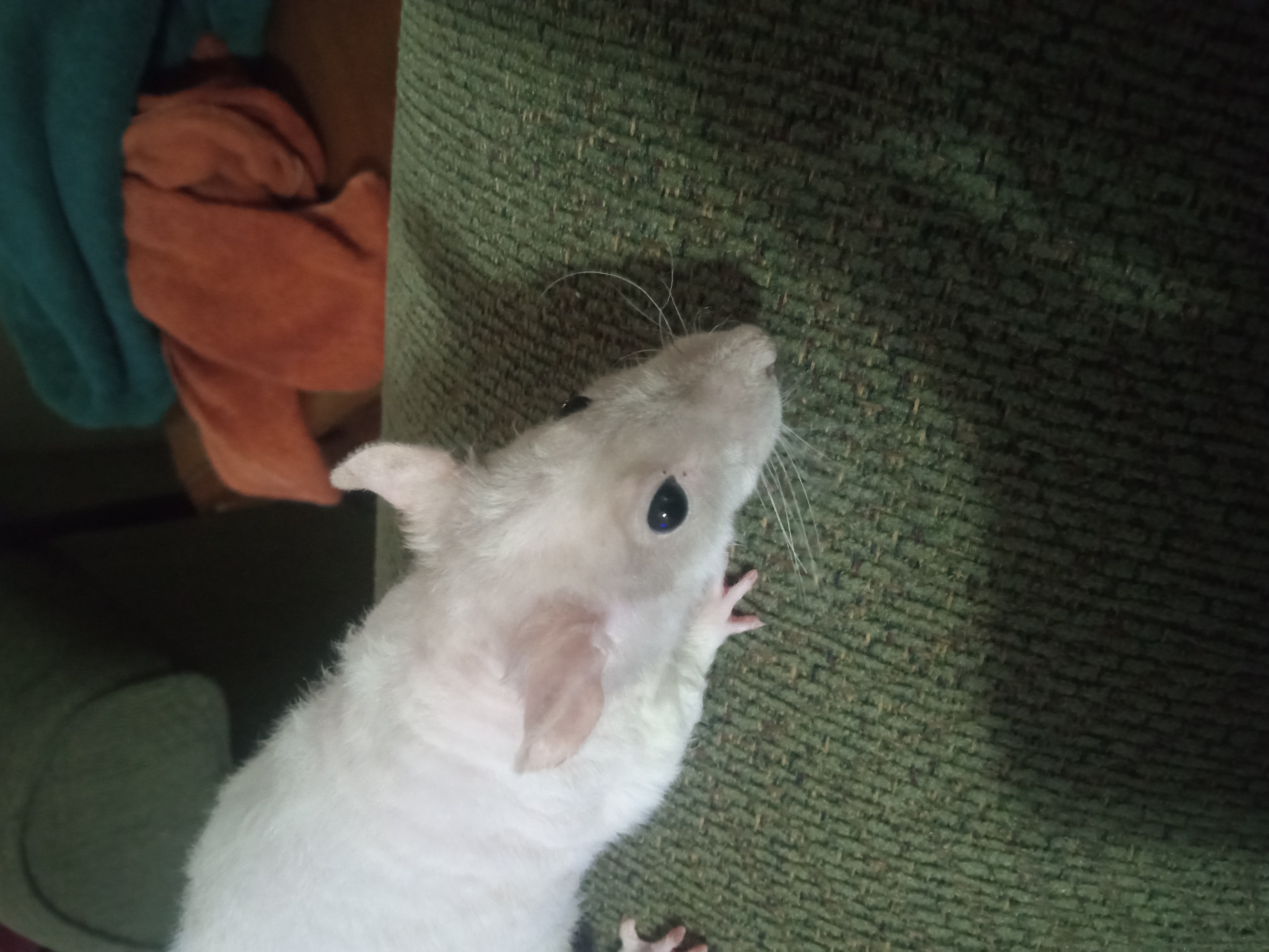 sitelen la soweli li lon mun.